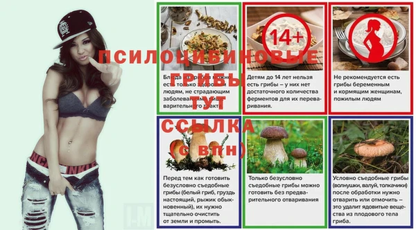 прущие грибы Коряжма