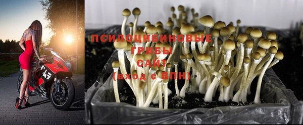прущие грибы Коряжма